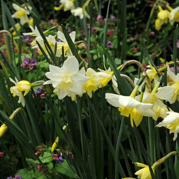 Snow Drift White Daffodil Bulb Collection