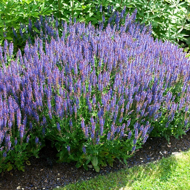Blue Hill Meadow Sage | Purple | Plant