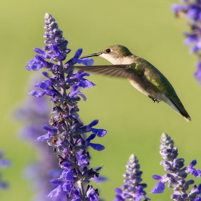 potted plants hummingbirds love Mini Hummingbird Hangout Plant Collection