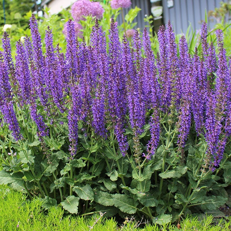 Support Your Pollinators Pre-Planned Garden