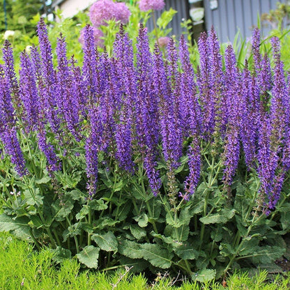salvia plant vs lavender May Night Meadow Sage, Salvia nemorosa