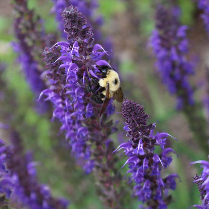Mini Pollinator Pit Stop Plant Collection