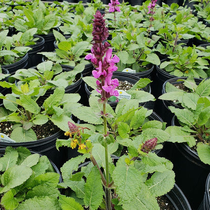 Rose Marvel Meadow Sage