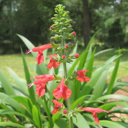 Scarlet Sage Seeds