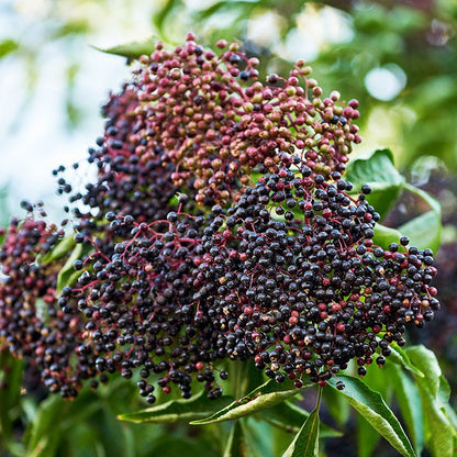 Wyldewood Elderberry