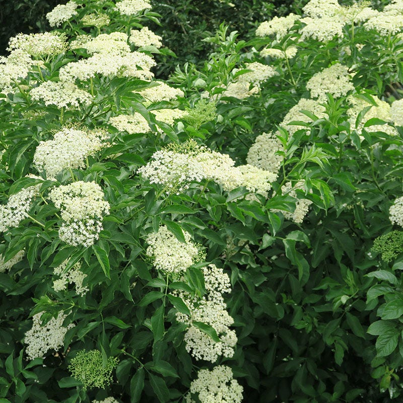 Wyldewood Elderberry
