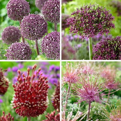 Sangria Allium Flower Bulb Collection