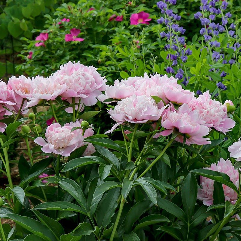 Sarah Bernhardt Peony - Thumbnail 3