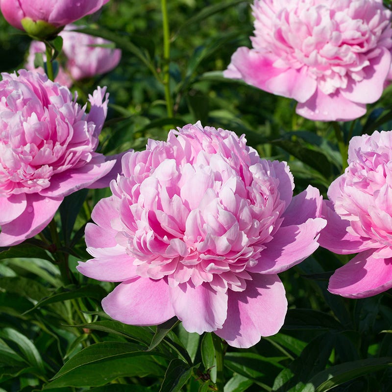 Mother's Day Plant Collection