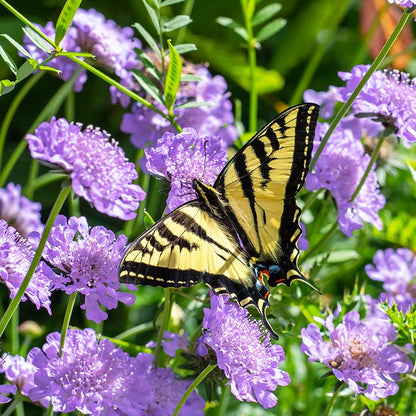 Butterfly Blue Scabiosa