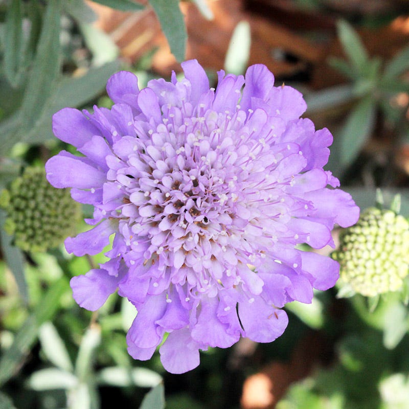 Butterfly Blue Scabiosa