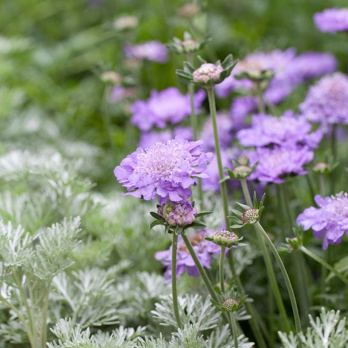 Butterfly Blue Scabiosa