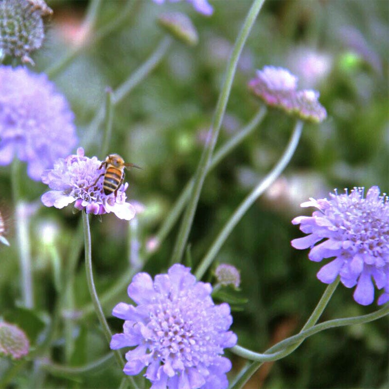Butterfly Blue Scabiosa