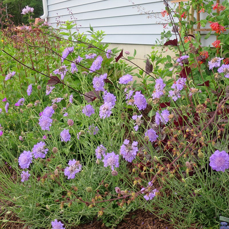 Butterfly Blue Scabiosa