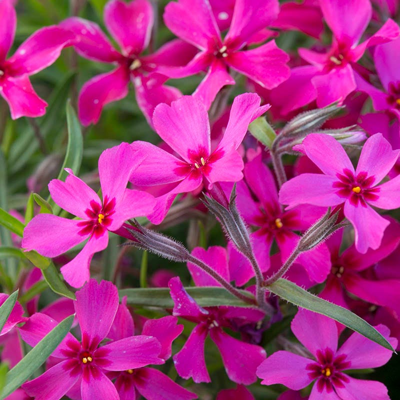 Bright Creeping Phlox Collection