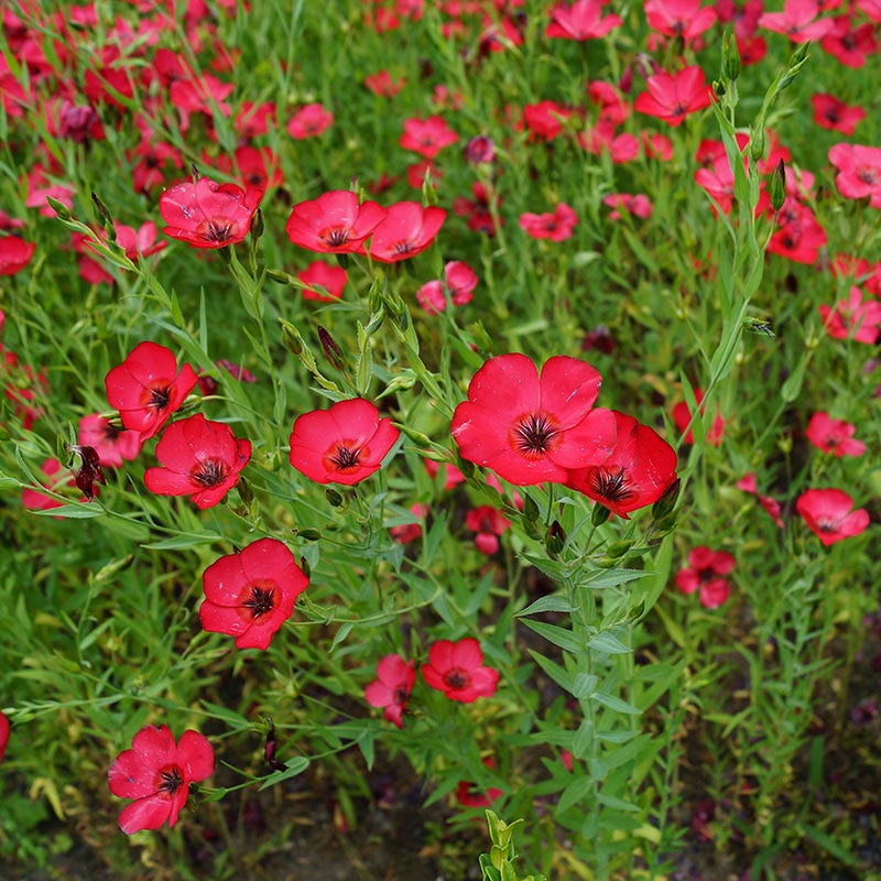 lin lan flower seeds for sale Scarlet Flax Seeds | Red