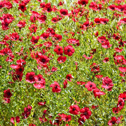 Shade Wildflower Seed Collection