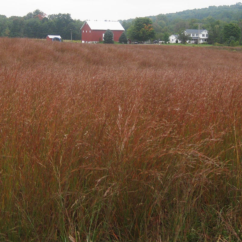 Little Bluestem Grass Seeds