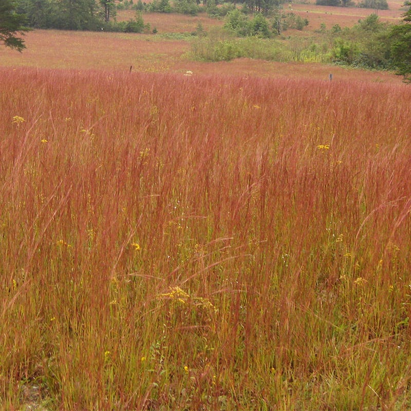 Little Bluestem Grass Seeds