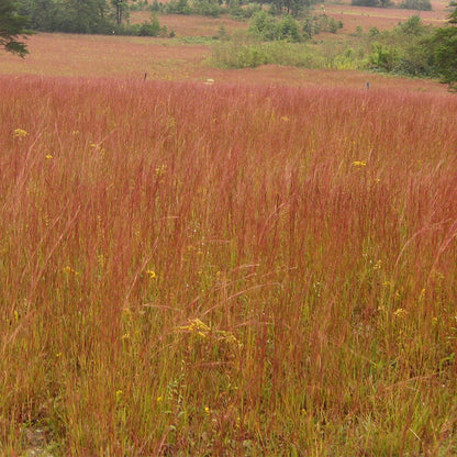 Little Bluestem Grass Seeds