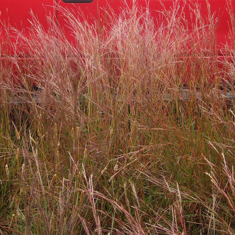 Little Bluestem Grass Seeds