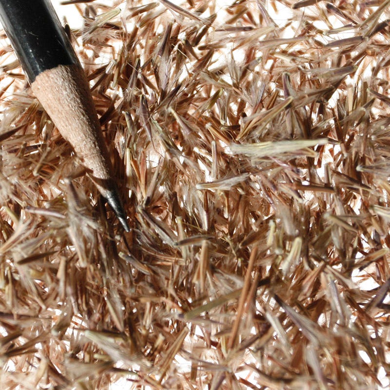 Little Bluestem Grass Seeds