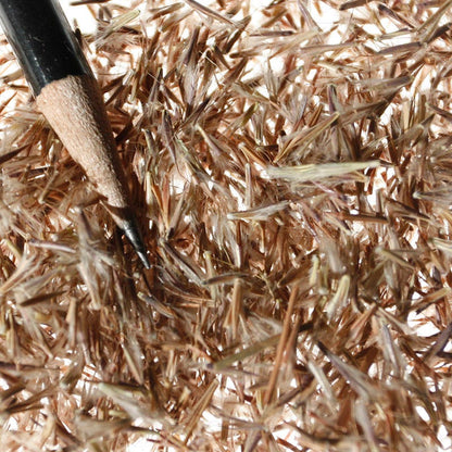Little Bluestem Grass Seeds