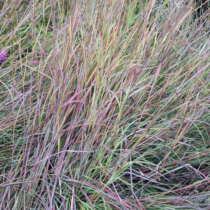 Twilight Zone Little Bluestem Grass - Thumbnail 2