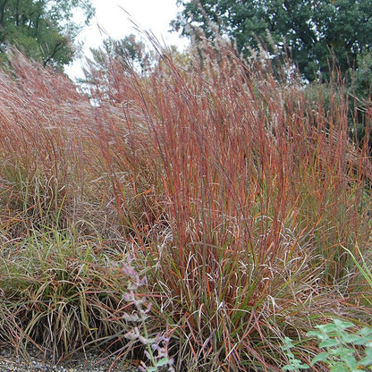 Little Bluestem Grass Seeds