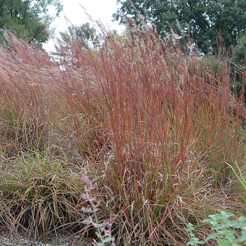 Little Bluestem Grass Seeds
