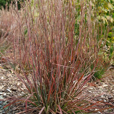 Standing Ovation Little Bluestem Grass