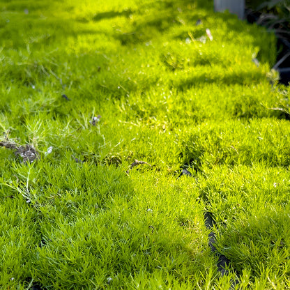 Scotch Moss