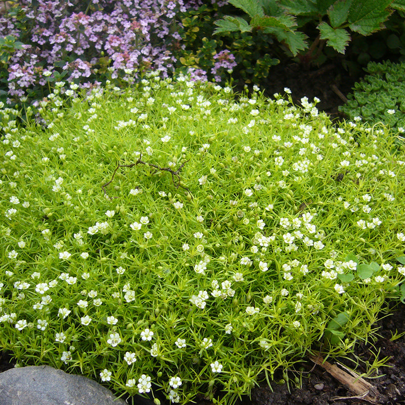 Scotch Moss