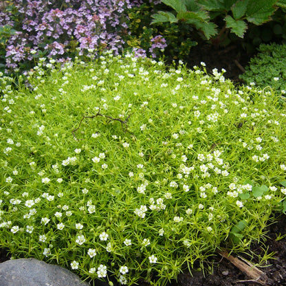 Scotch Moss