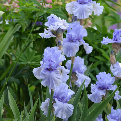 Sea of Love Reblooming Bearded Iris