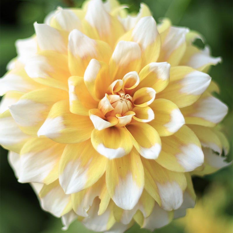 Seattle Dinner Plate Dahlia