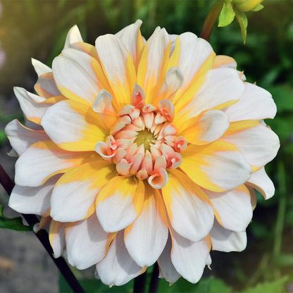 Seattle Dinner Plate Dahlia