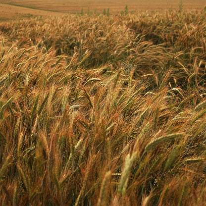 Winter Rye Grass Seeds