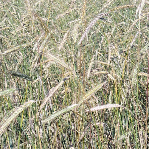 Winter Rye Grass Seeds, Secale cereale