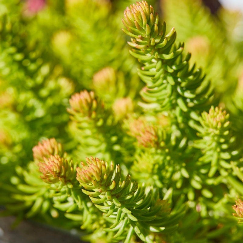 angelina succulent plant Angelina Sedum | Yellow | Plant