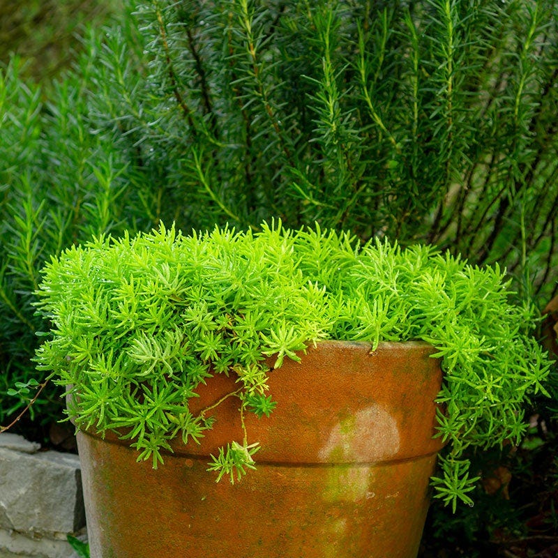 Angelina Sedum | Yellow | Plant