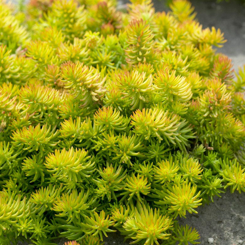 Gemstone Sedum Collection