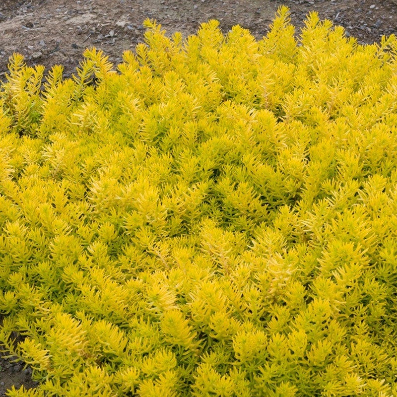 Angelina Sedum | Yellow | Plant