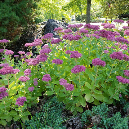 tall sedum succulent Sedum Autumn Joy, Stonecrop