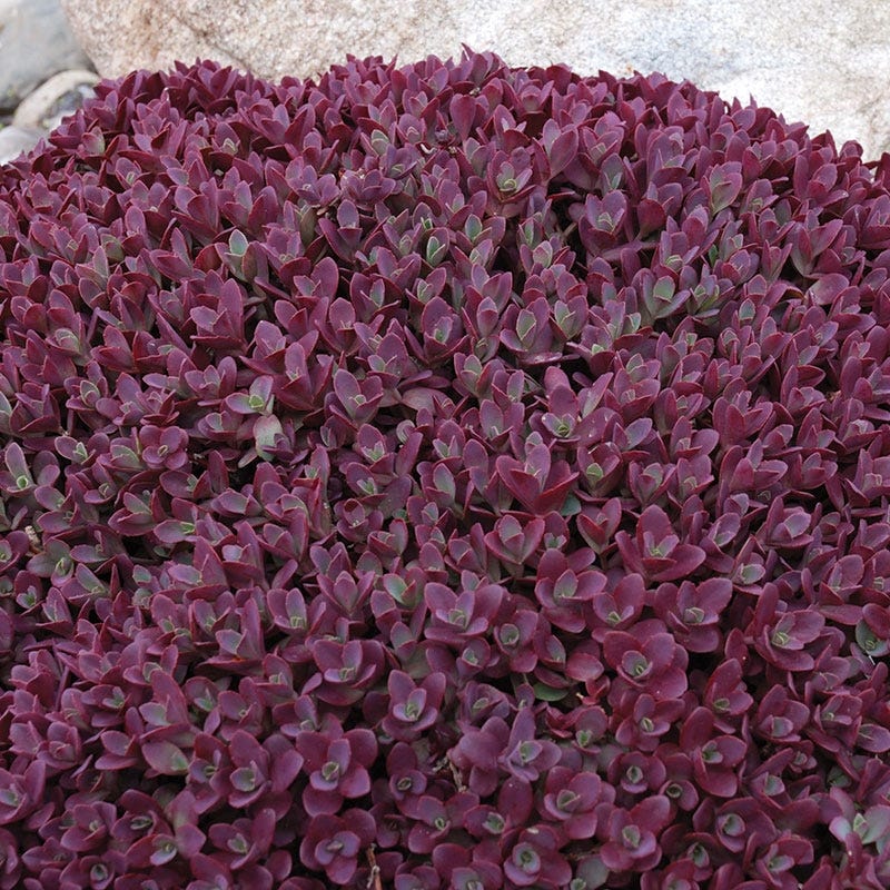 Firecracker Sedum