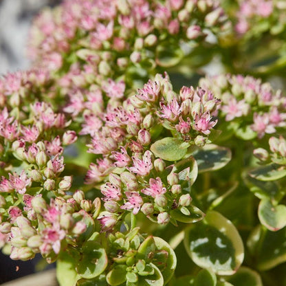 Lime Twister Sedum