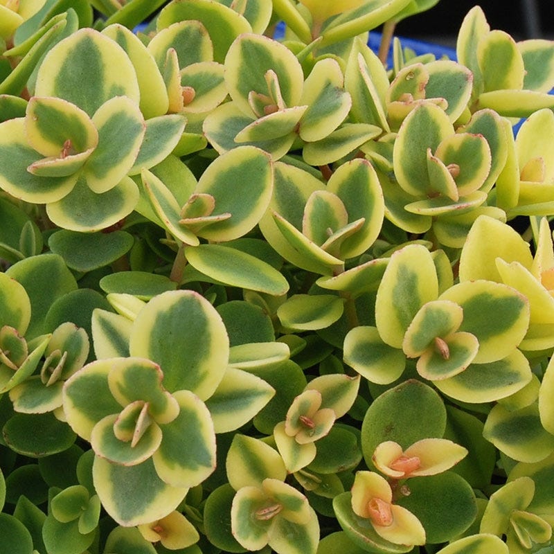 Lime Twister Sedum