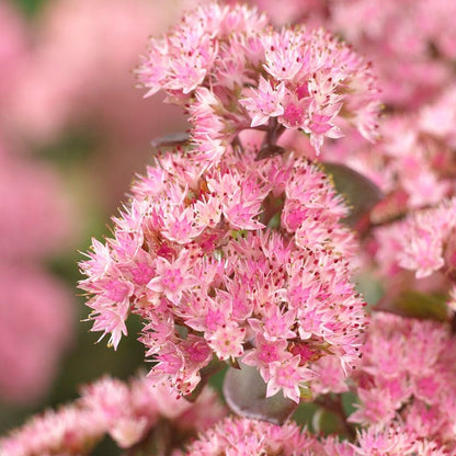 Matrona Sedum