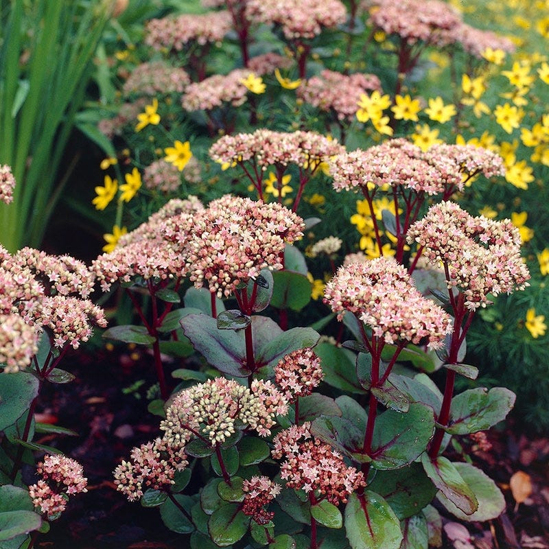 Matrona Sedum