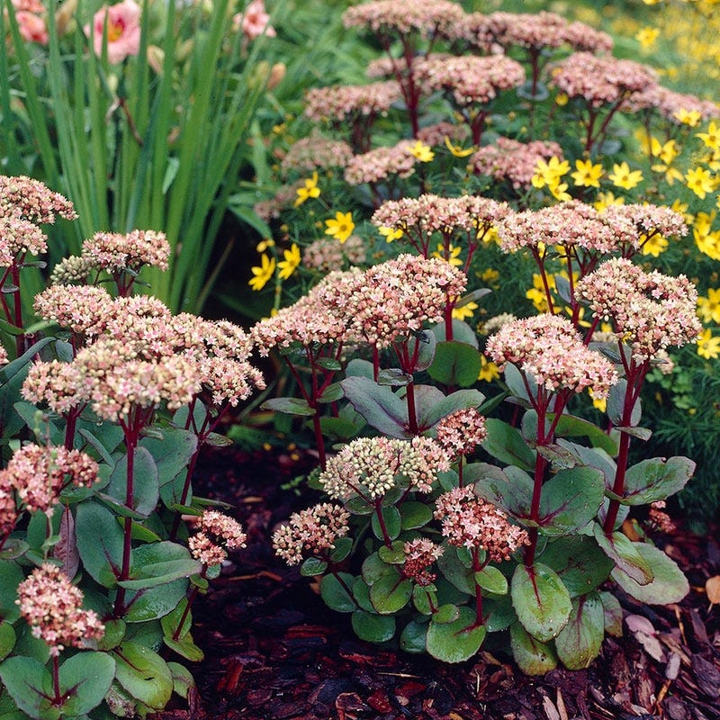 Matrona Sedum